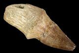Fossil Rooted Mosasaur (Prognathodon) Tooth - Morocco #116906-1